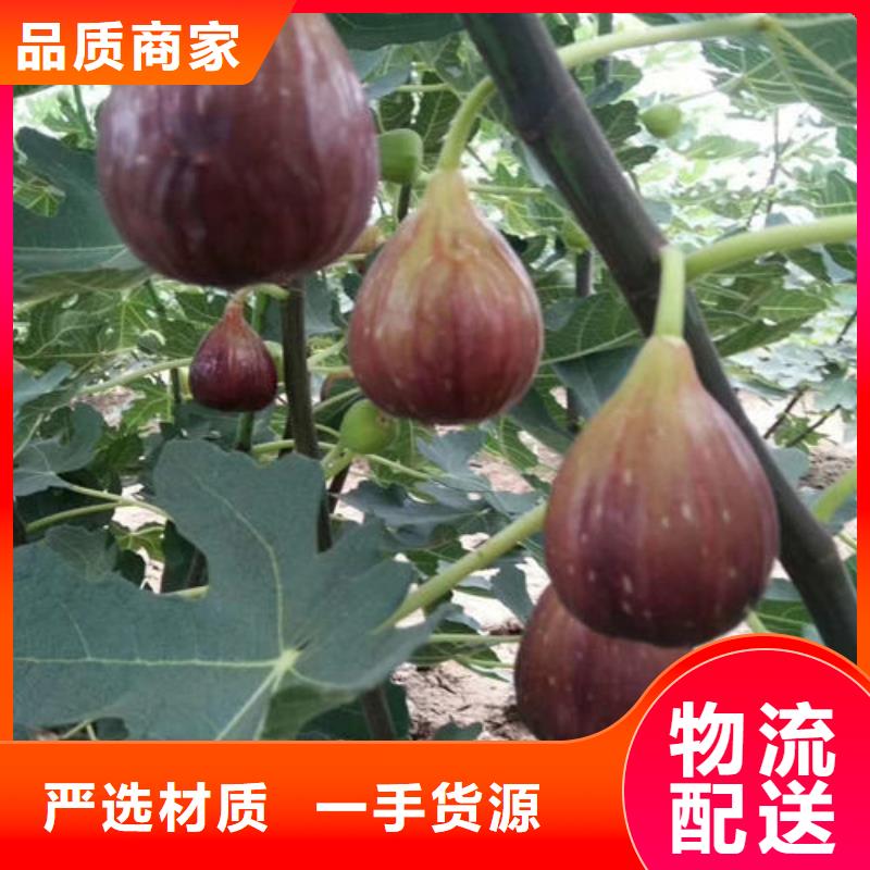 无花果树苗买的放心