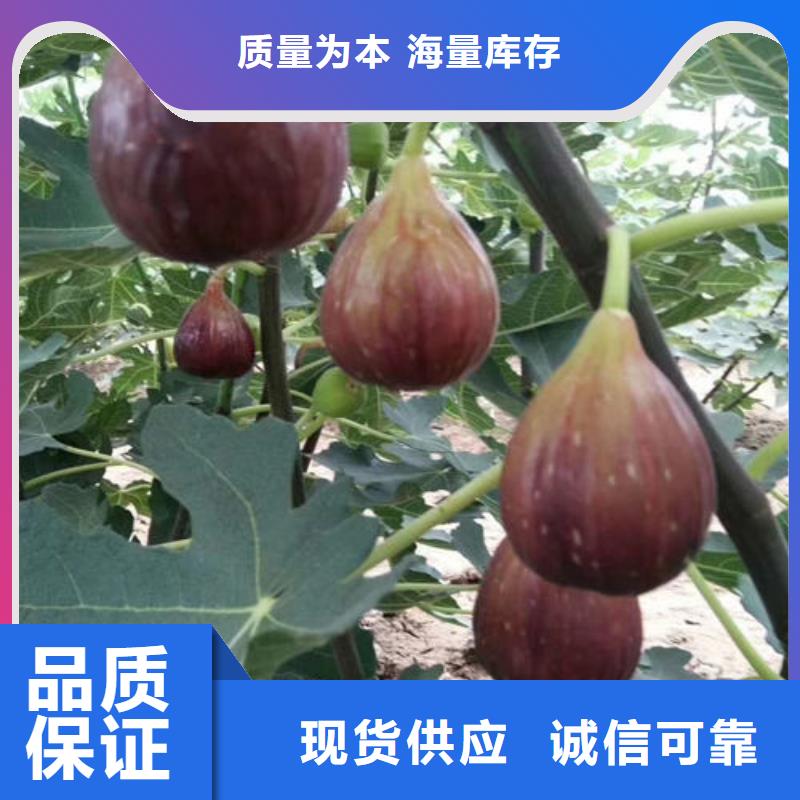 无花果树苗货源稳定