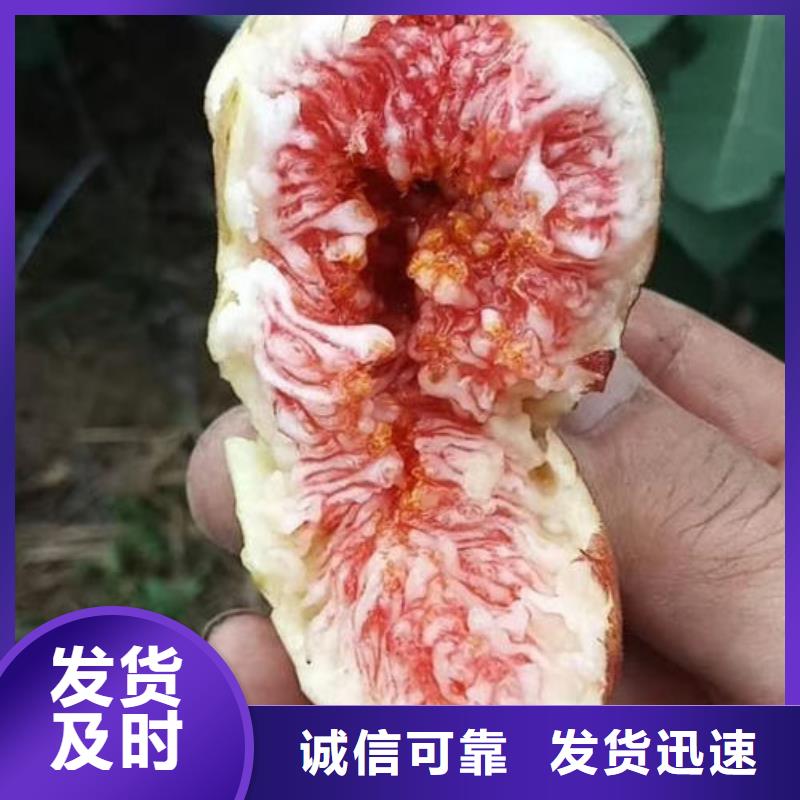 无花果树苗_快来了解