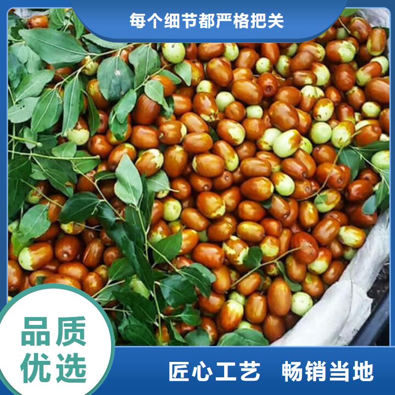 枣树苗质量可靠的厂家