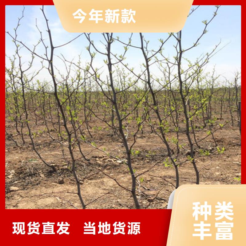 枣树苗-枣树苗品质保证