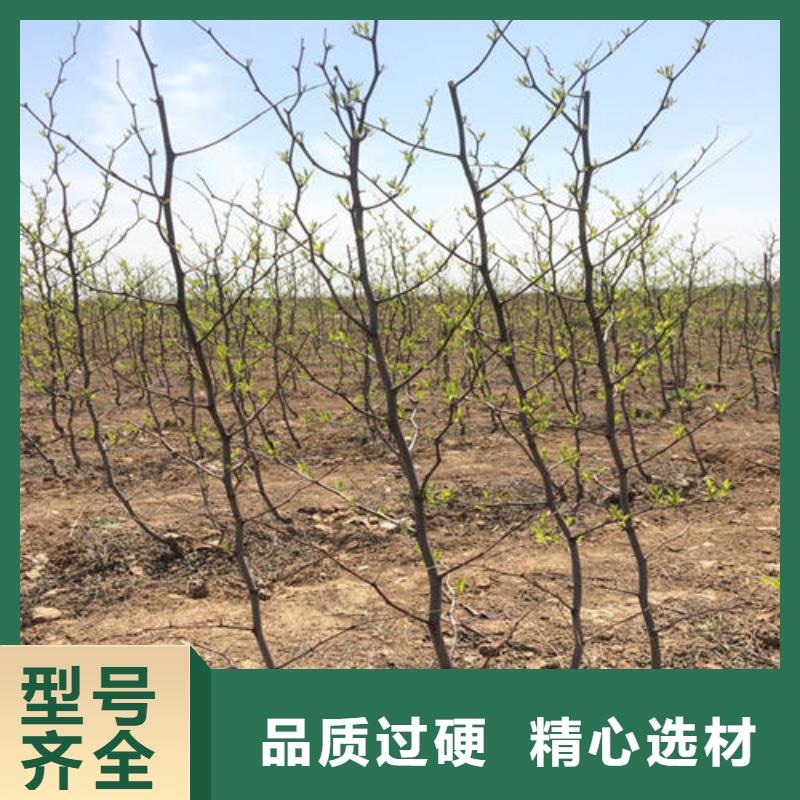 选购枣树苗找泰源苗木基地