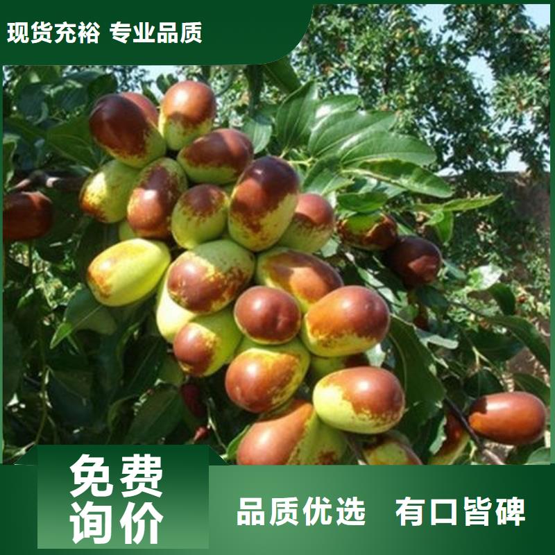 枣树苗公司报价