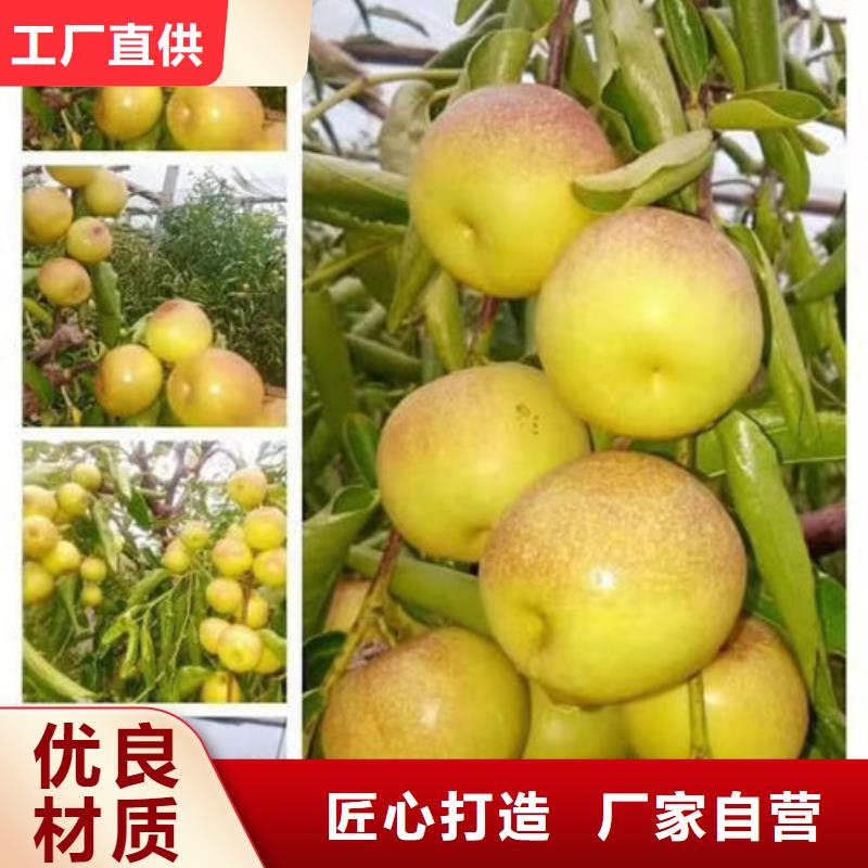 枣树苗品质与价格