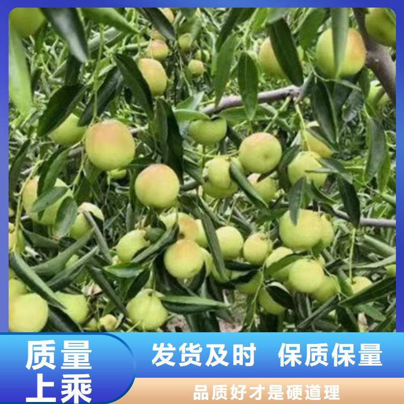 枣树苗个性化定制