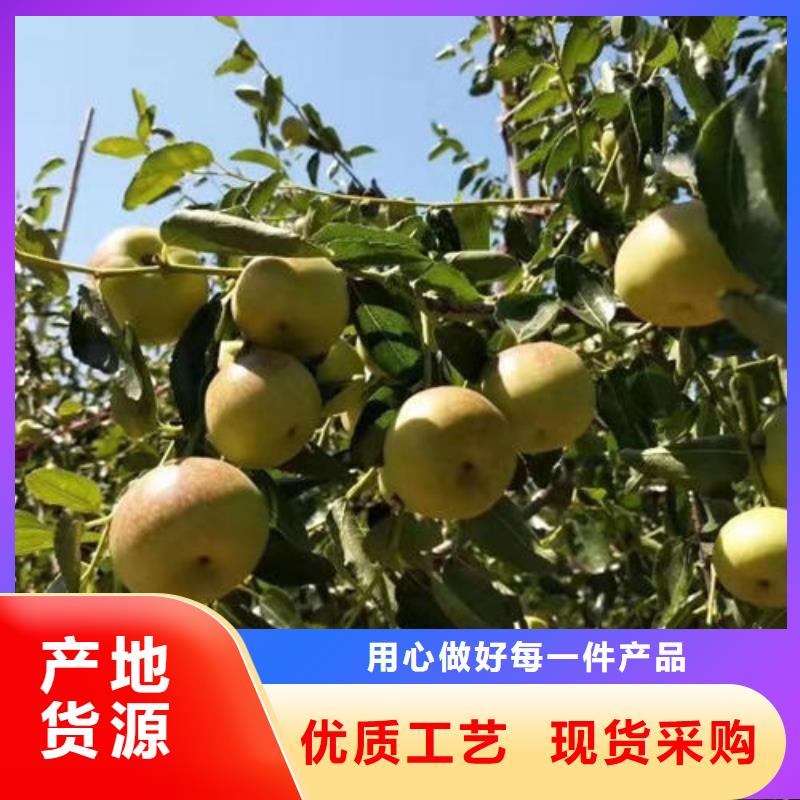枣树苗口碑-泰源苗木基地