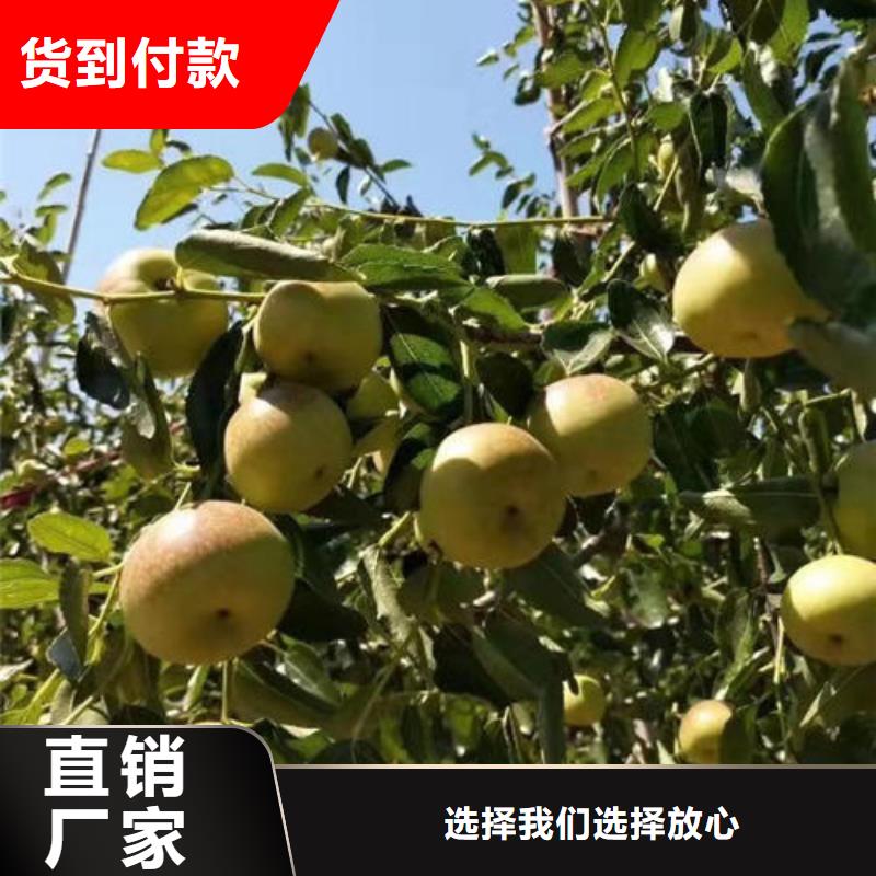 加工定制枣树苗