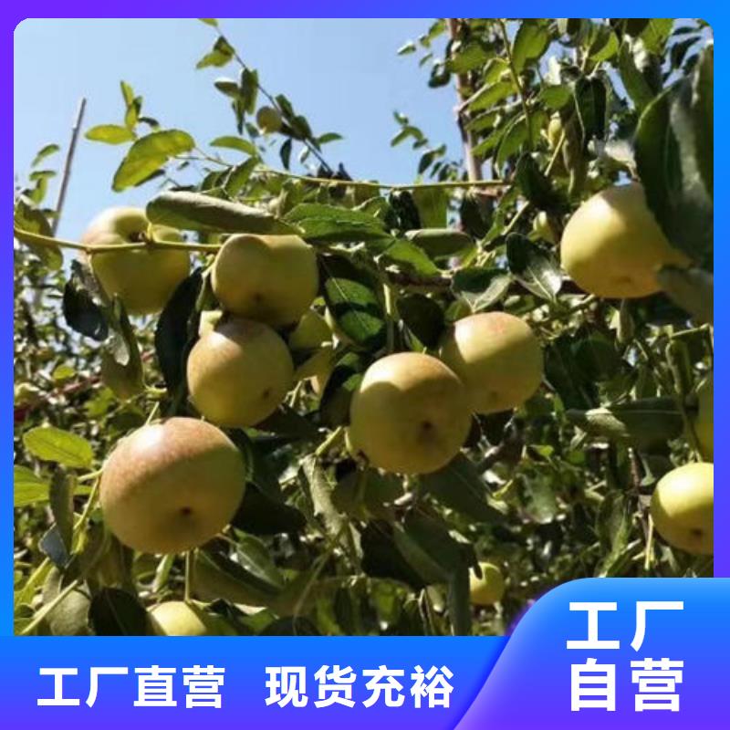 生产枣树苗_诚信企业生
