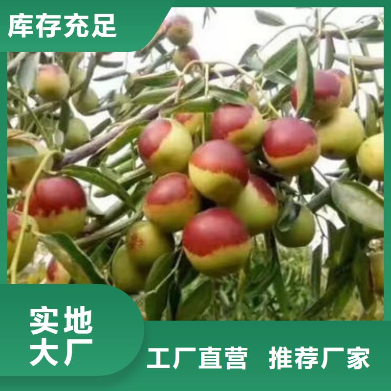 #枣树苗#欢迎来电咨询