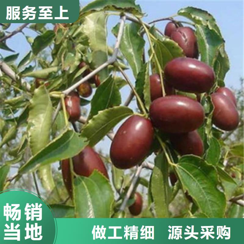 枣树苗-枣树苗品质保证