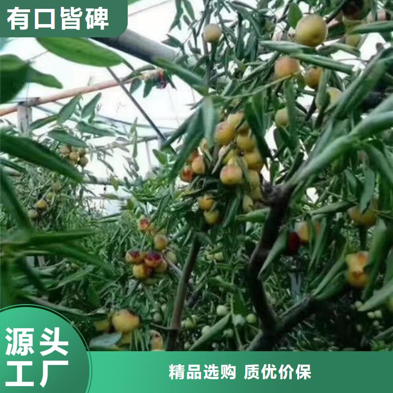 发货及时的枣树苗基地