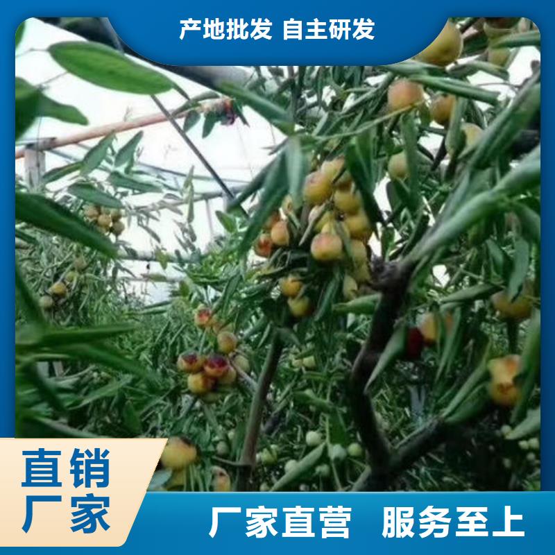 枣树苗批发_泰源苗木基地