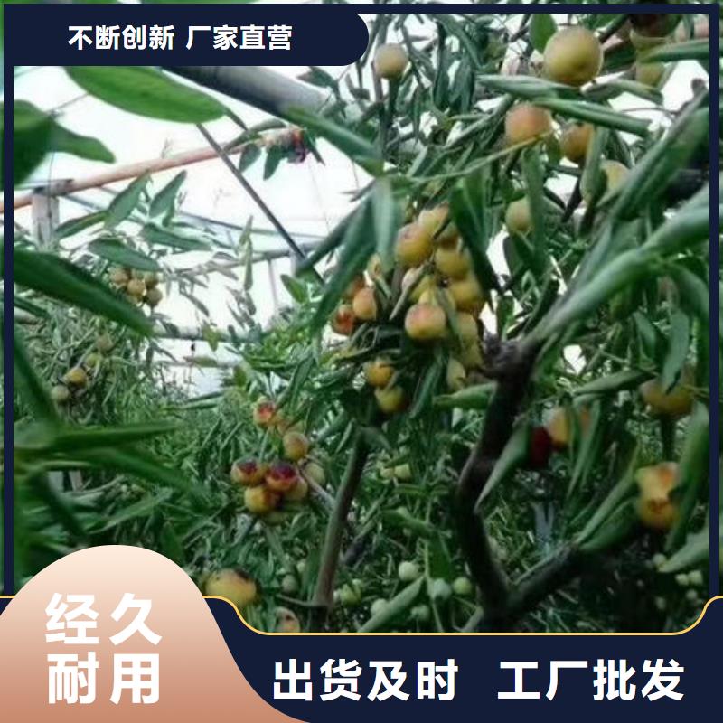 枣树苗厂家直发