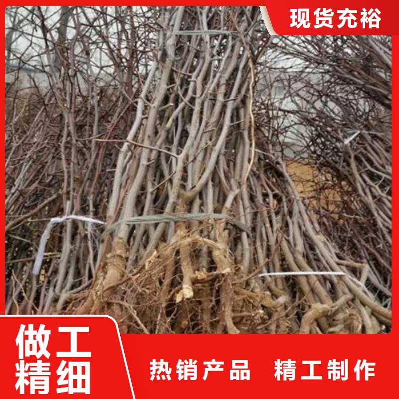 采购枣树苗必看-质量好