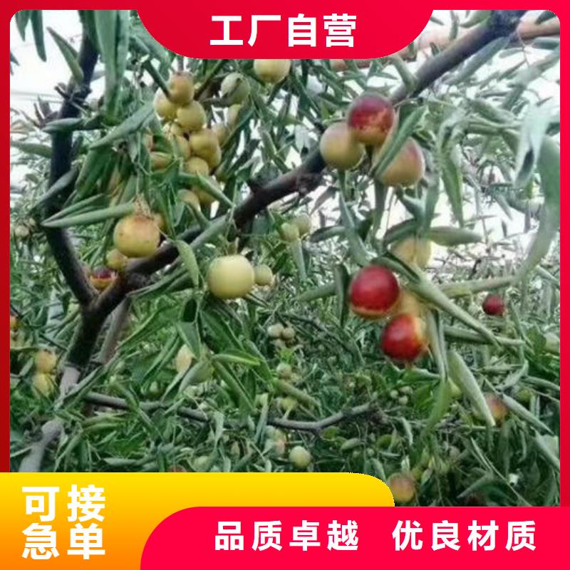 枣树苗批发_泰源苗木基地