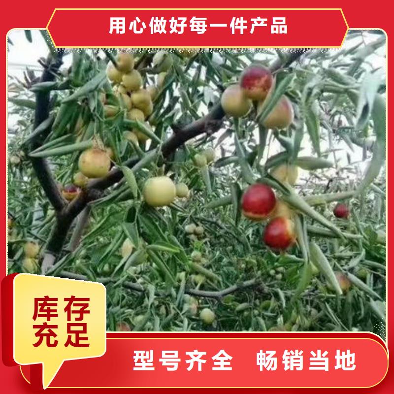 枣树苗厂家——十余年更专业