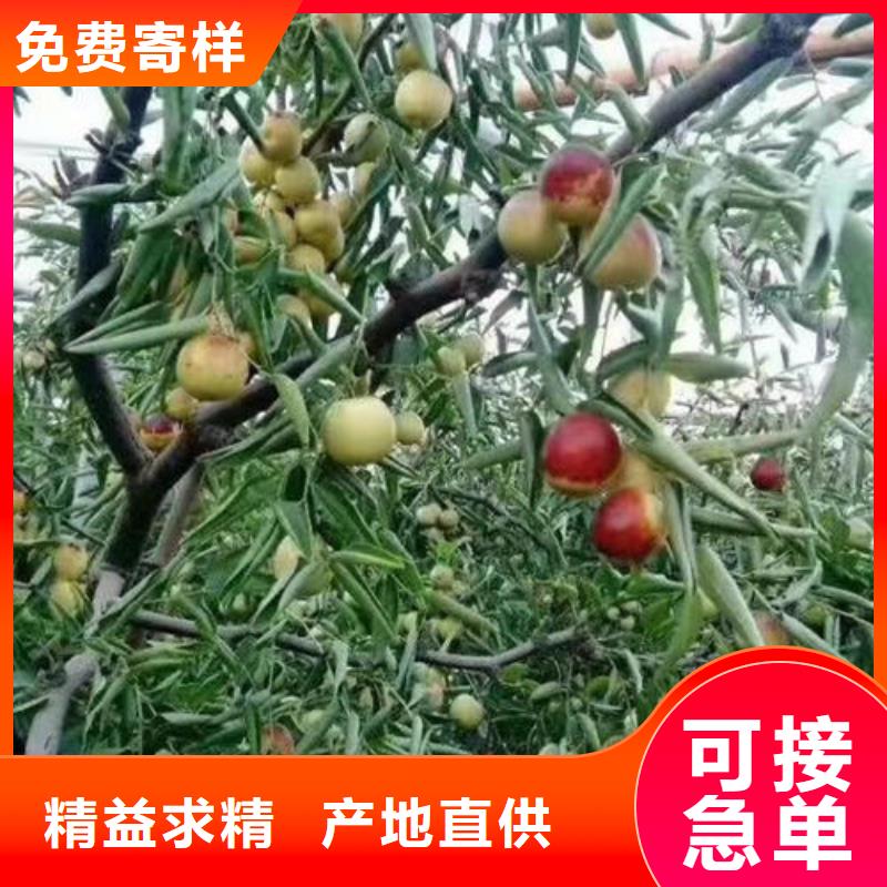 #枣树苗#欢迎来电咨询