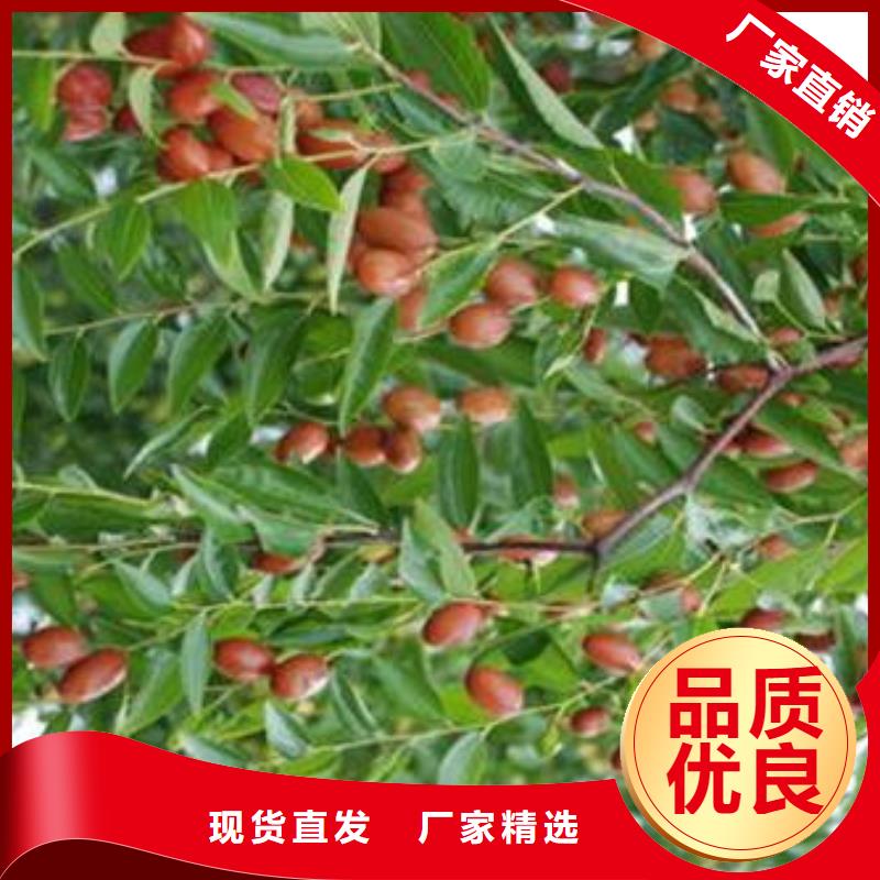 枣树苗省心的选择
