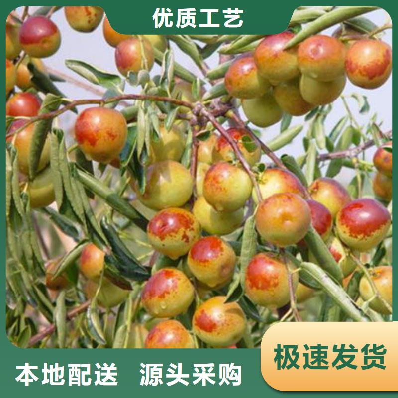 高质量枣树苗供应商