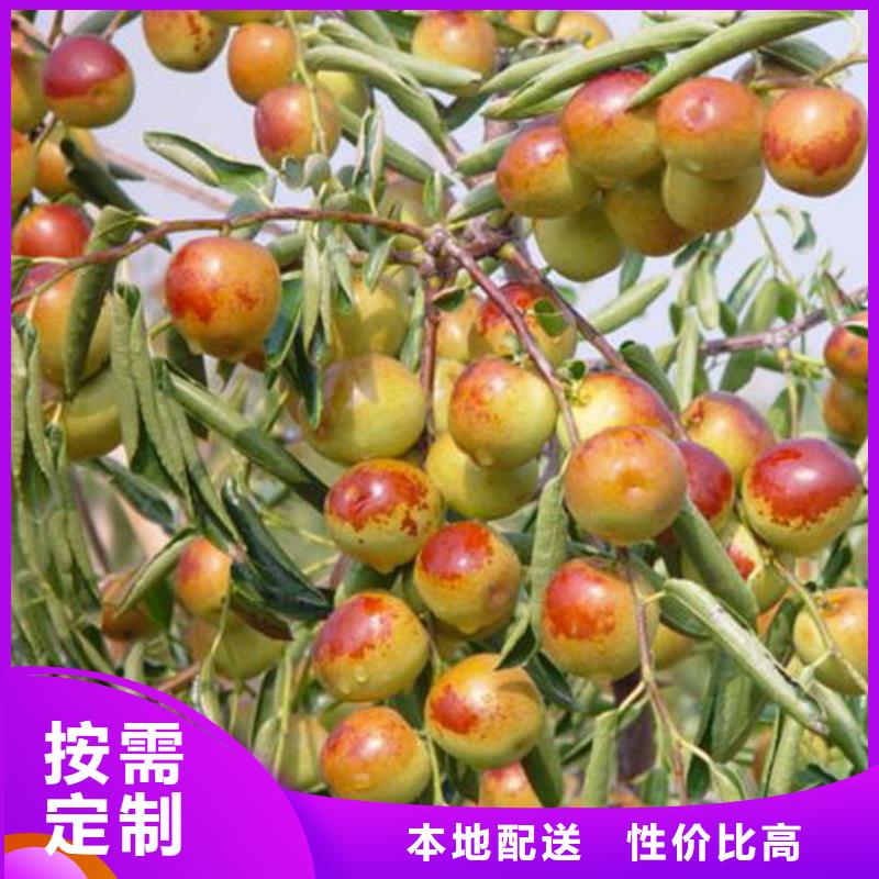 枣树苗厂家直发