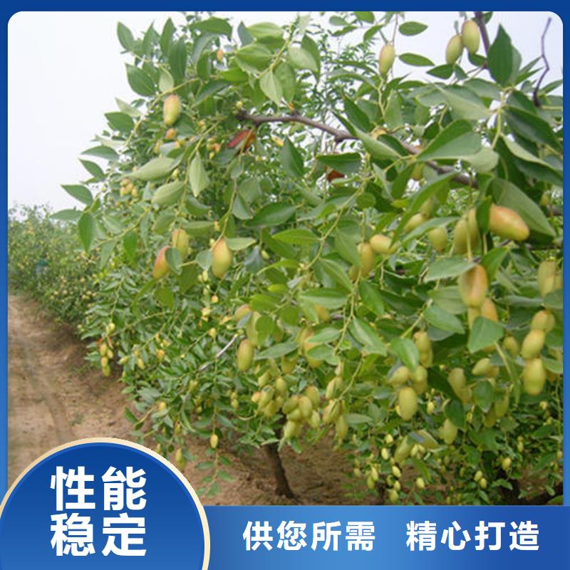 枣树苗-枣树苗质量有保障