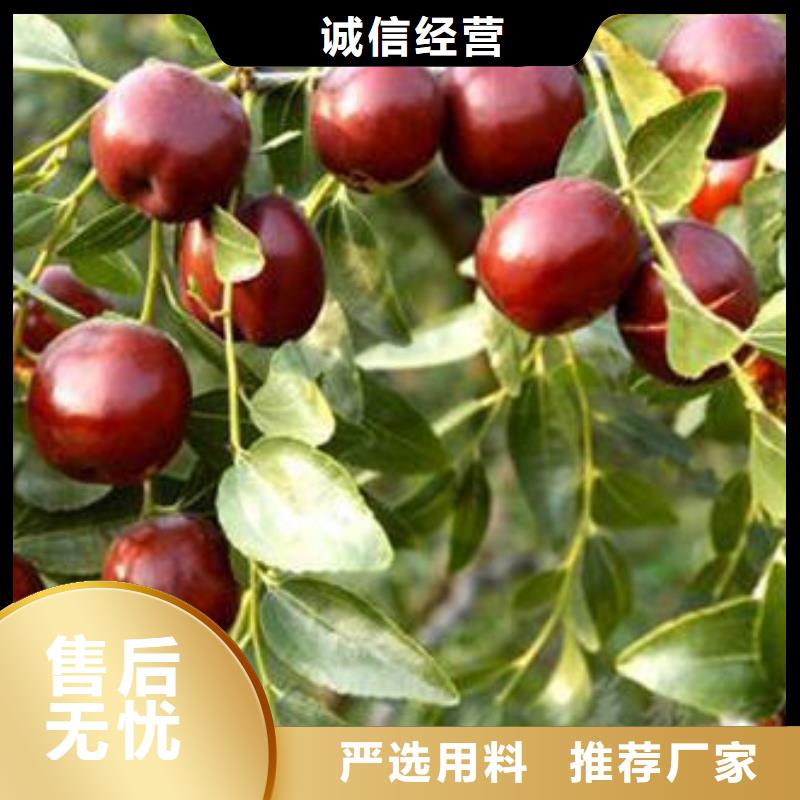 生产枣树苗_诚信企业生