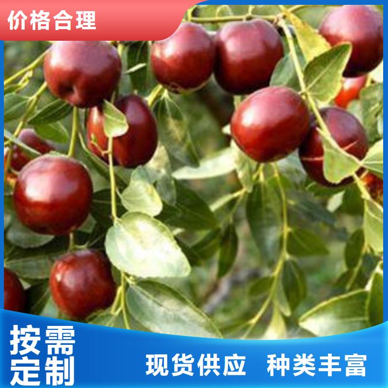 枣树苗质量有保障的厂家