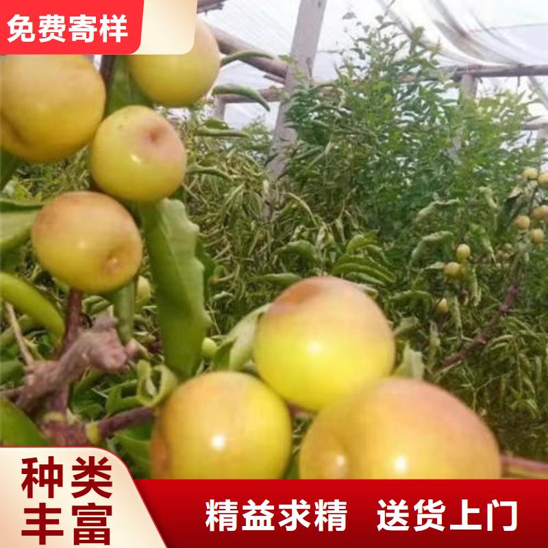 枣树苗品质与价格
