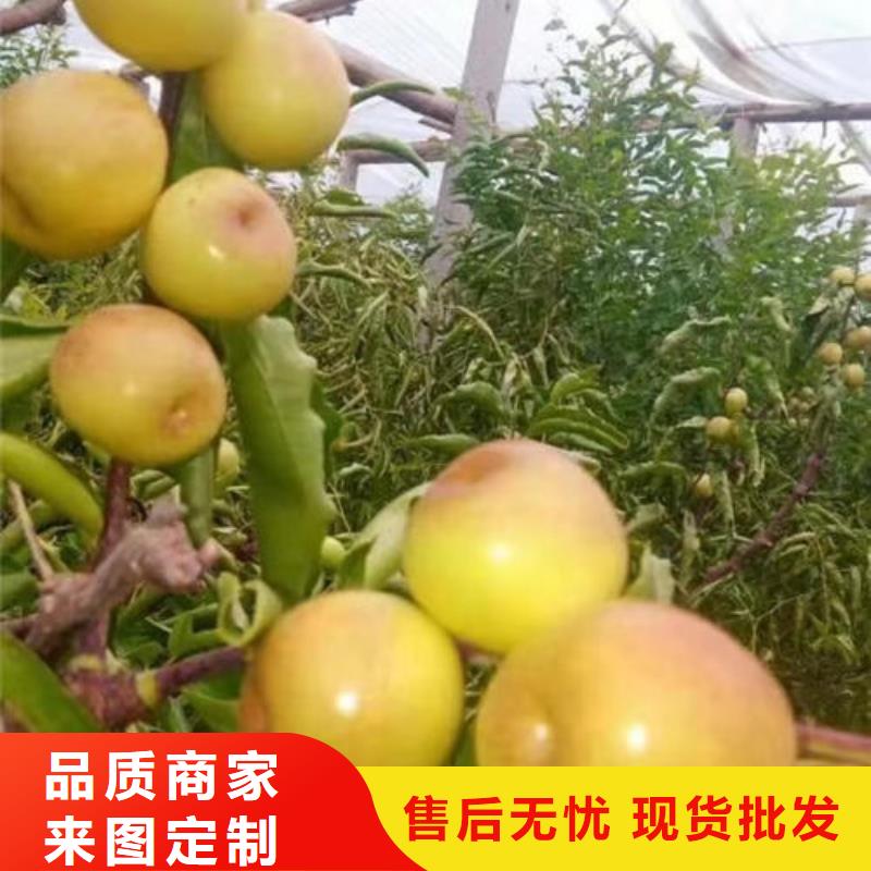买枣树苗认准泰源苗木基地