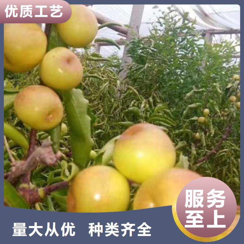 枣树苗厂家现货充足