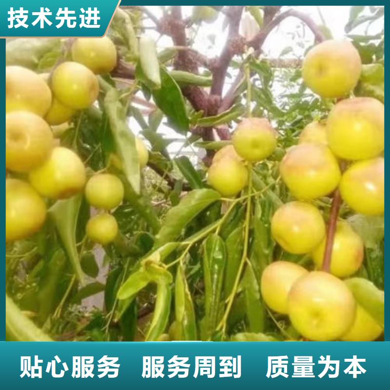 发货及时的枣树苗基地