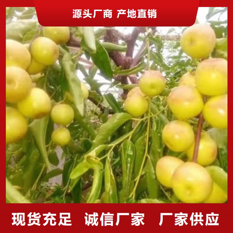 枣树苗质量可靠的厂家