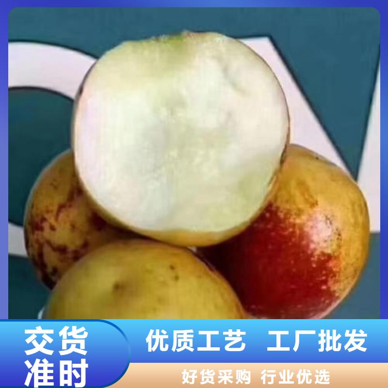 采购枣树苗必看-质量好