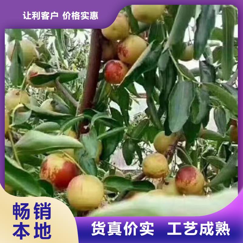 枣树苗供应商-长期合作