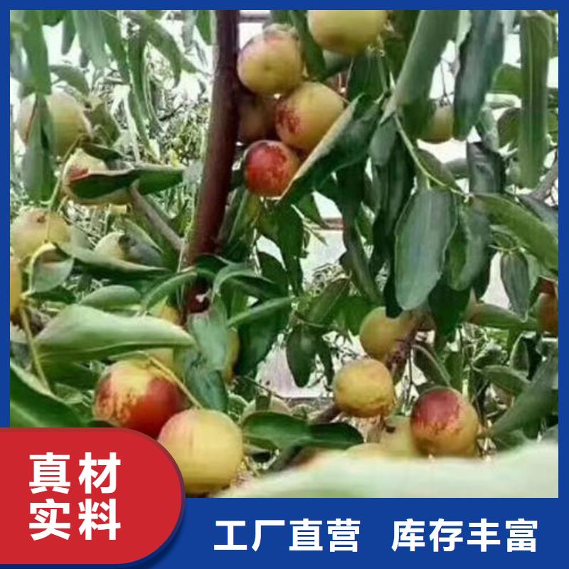 枣树苗_可定制