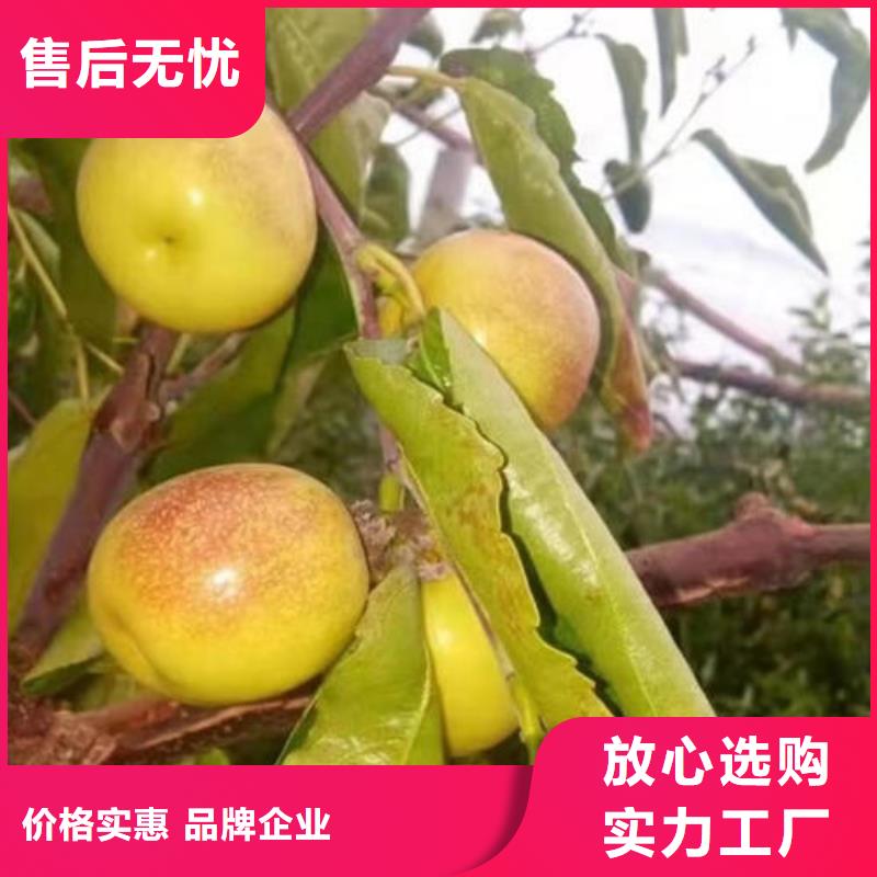 枣树苗大型生产厂家