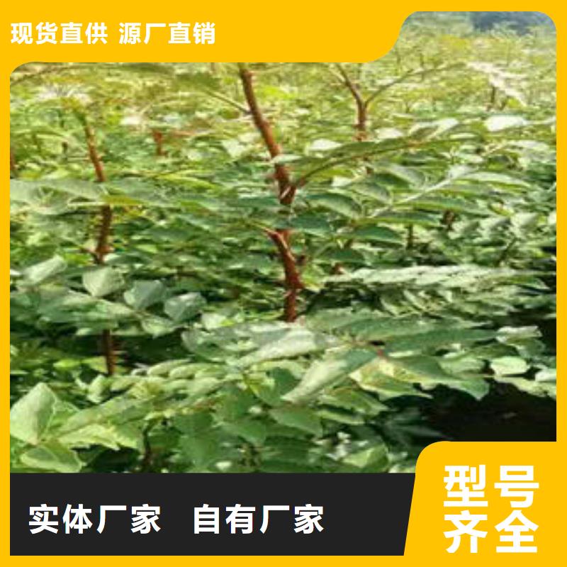 采购花椒树苗必看-质量优