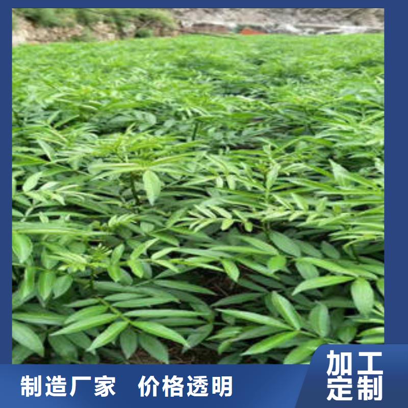 2025##花椒树苗厂家##有限公司