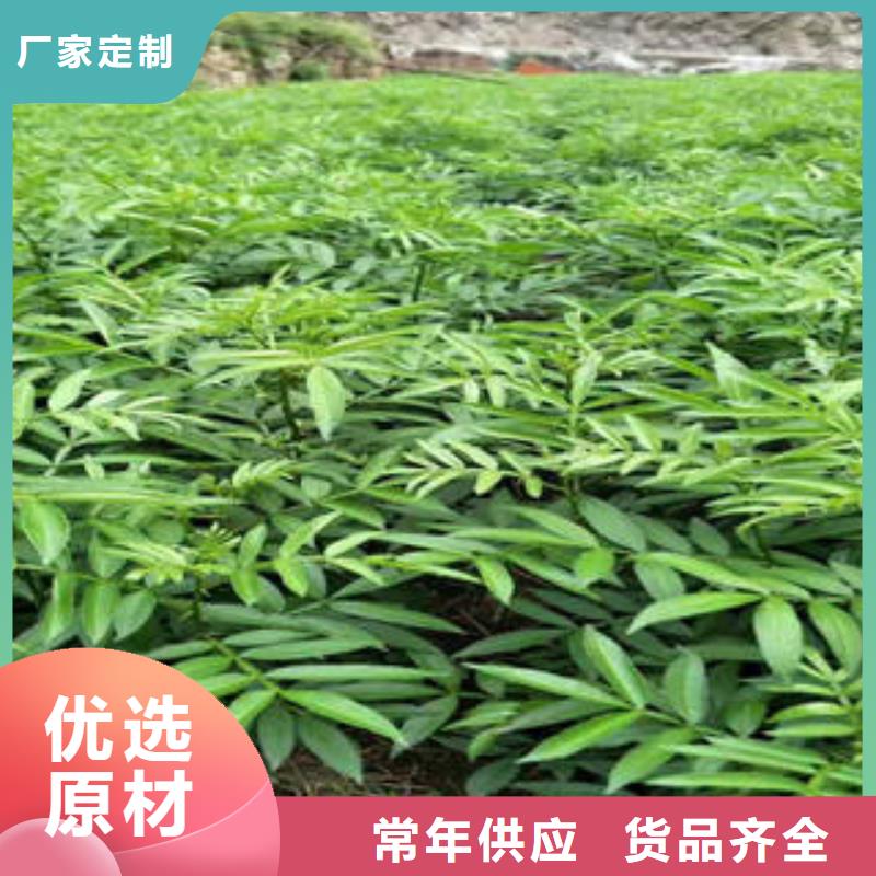 花椒树苗企业-可接大单