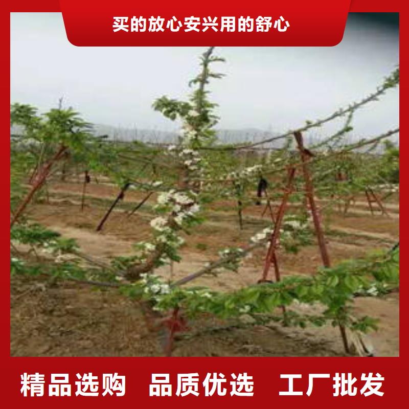 采购花椒树苗必看-质量优