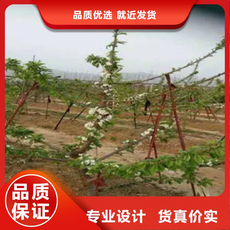 花椒树苗厂家直销-价格实惠