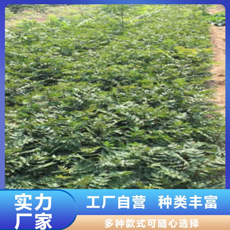花椒树苗企业-可接大单