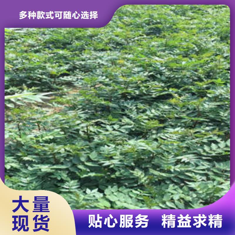 花椒树苗_欢迎致电