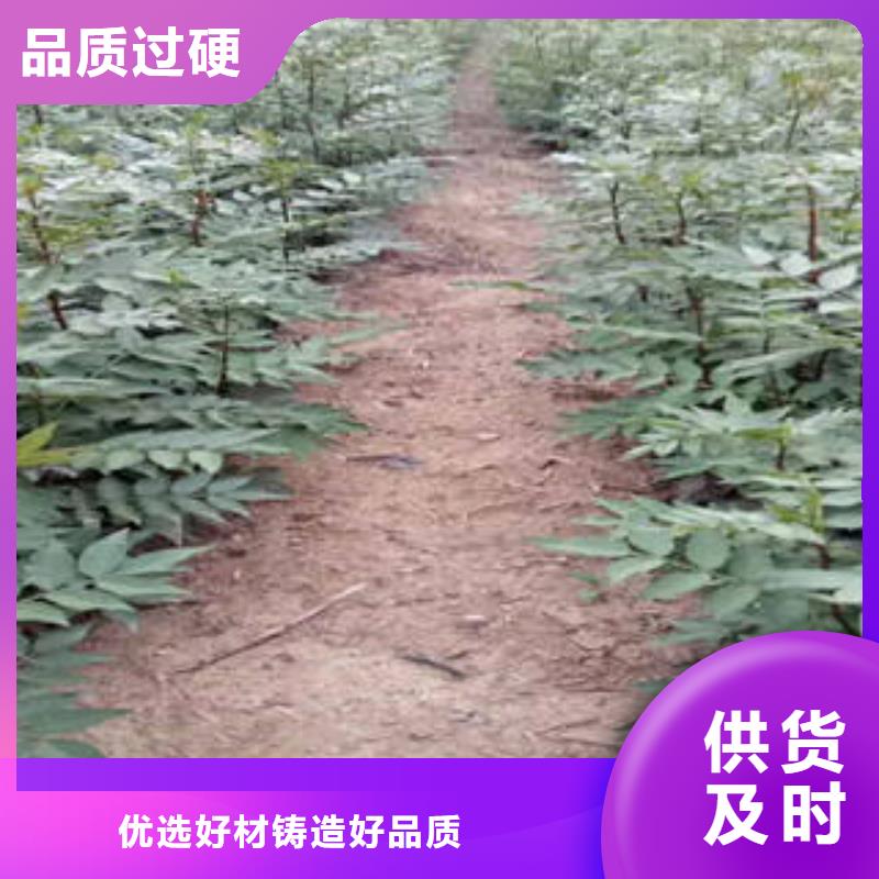 2025##花椒树苗厂家##有限公司