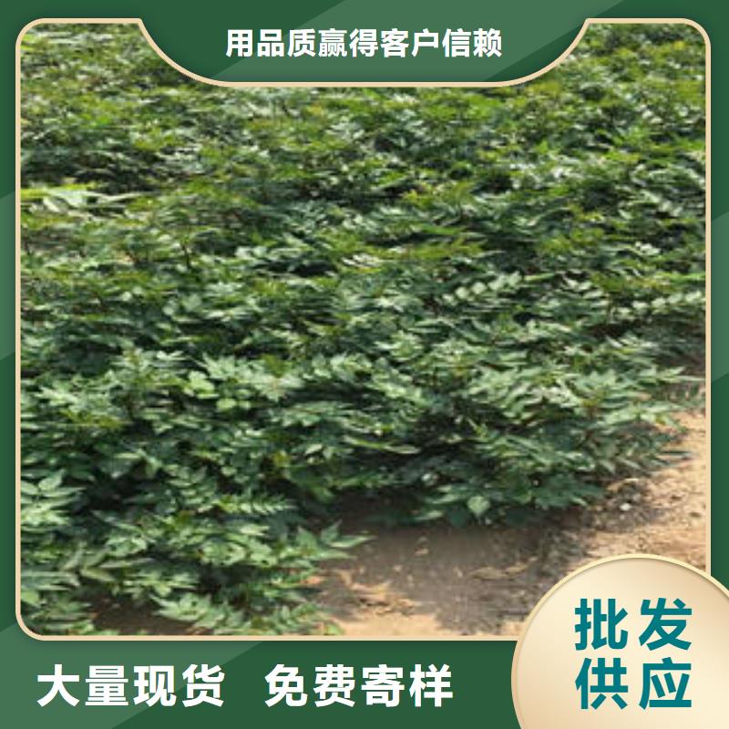 采购花椒树苗必看-服务优