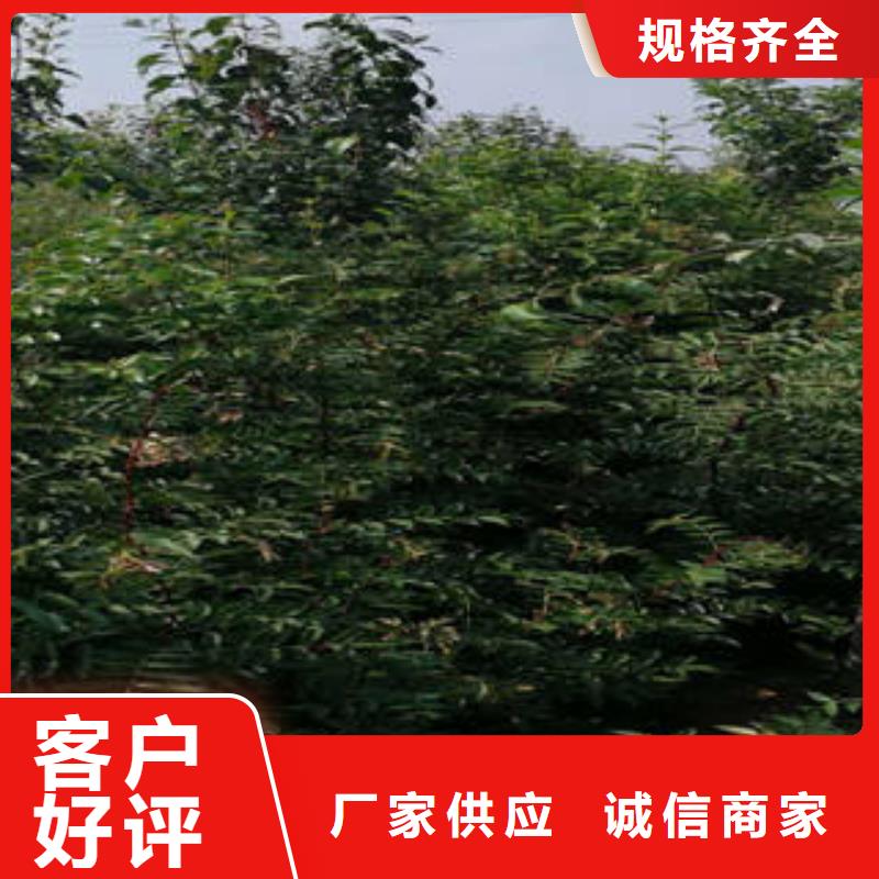 花椒树苗厂家长期供应