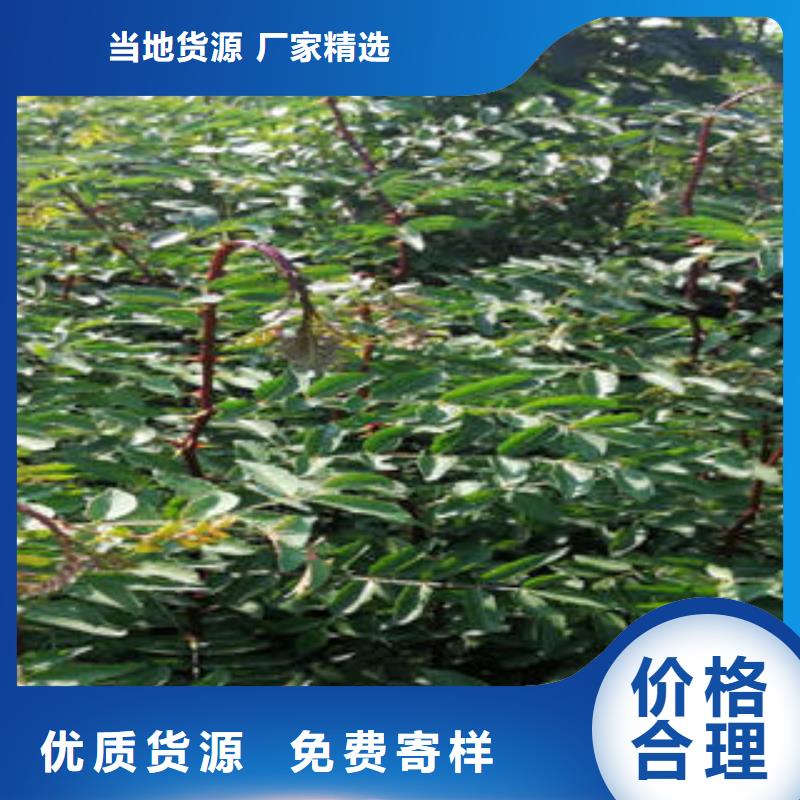 2025##花椒树苗厂家##有限公司