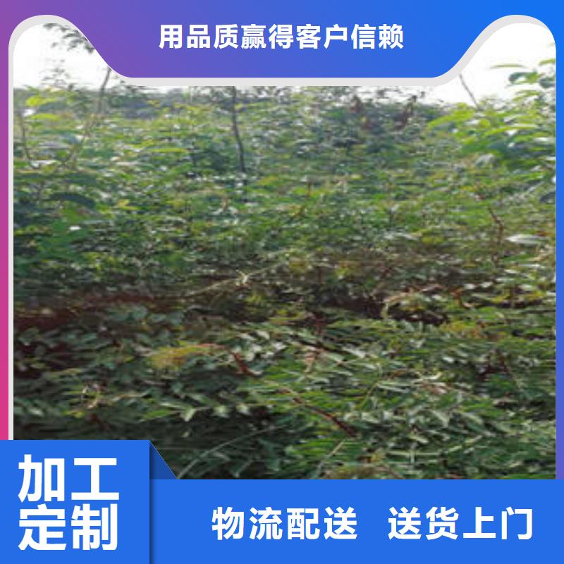 供应批发花椒树苗-优质