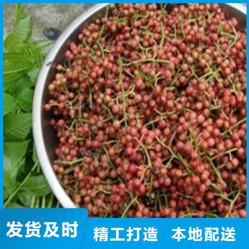 花椒树苗厂家直销-价格实惠
