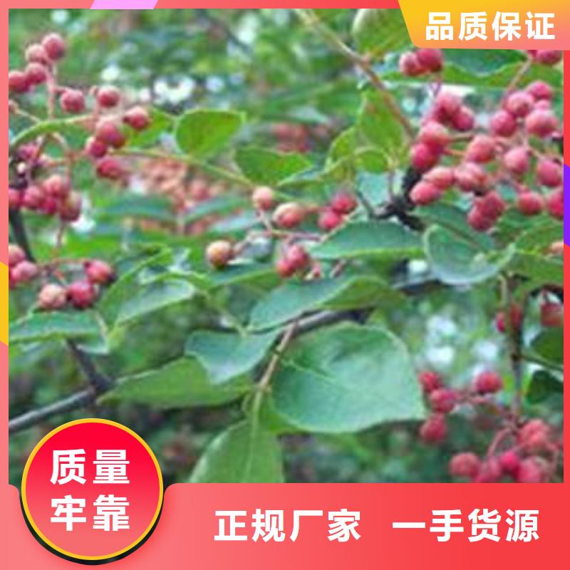 供应批发花椒树苗-优质